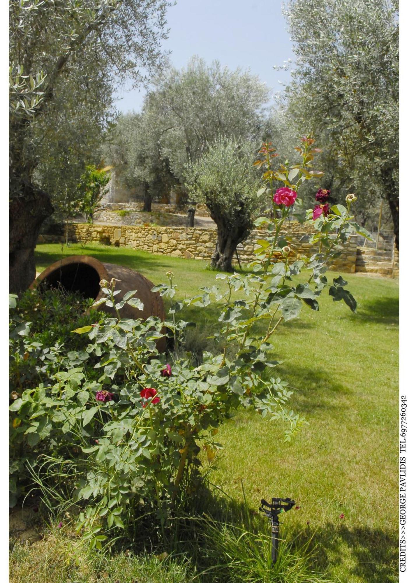 Hotel Gera'S Olive Grove - Elaionas Lesvou à Marmaro  Extérieur photo